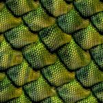 Reptile-scale.jpg