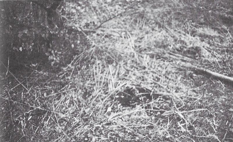File:Photo-zeugenbuch-p121.jpg
