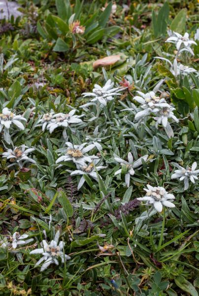 File:Flowers Edelweiss.jpg