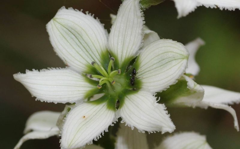 File:Flowers veratrum album.jpg